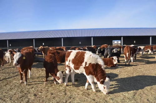 苏尼特左旗扎实推进牧业和牧区现代化 赋能传统畜牧业高质量发展