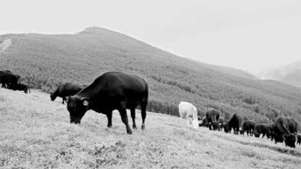 繁峙县天河牧业公司 产业扶贫见真心 牧业助力乡村振兴