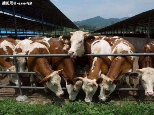 福州市优秀牧业企业推荐