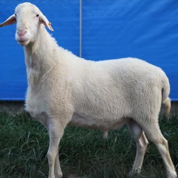 专业肉羊养殖 提升牧业效益的关键路径