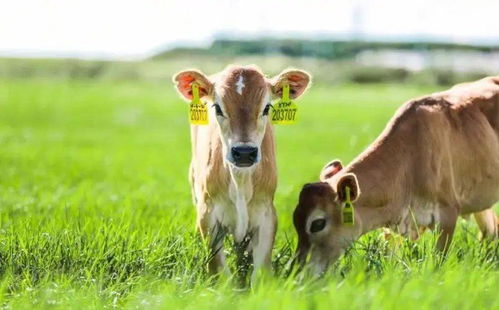 优然牧业特色奶再添新动力 新建娟姗牧场正式开始挤奶