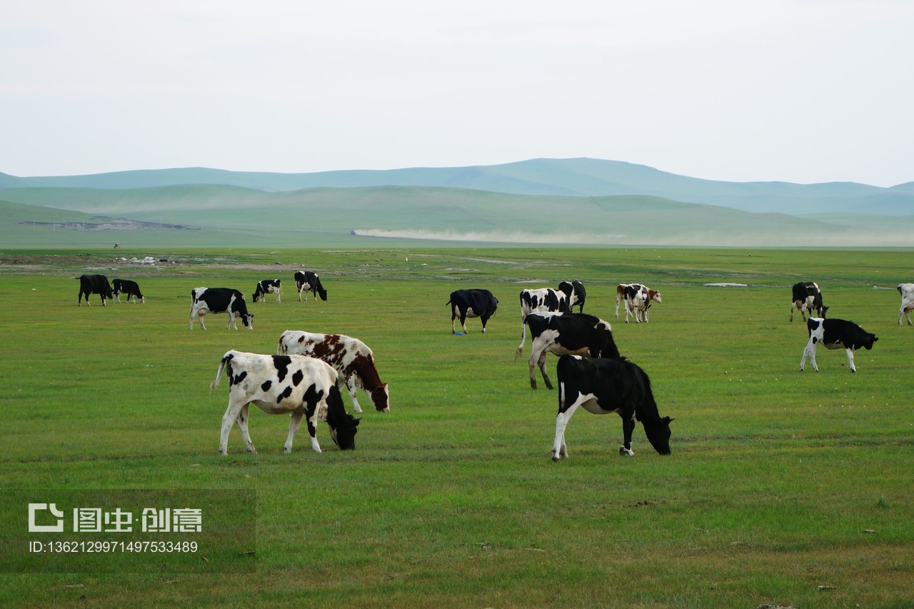 牧场牛群风景与牧业发展探析