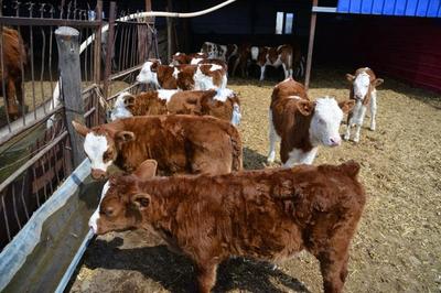 通榆县双岗镇 打造牧业小区，助推乡村振兴