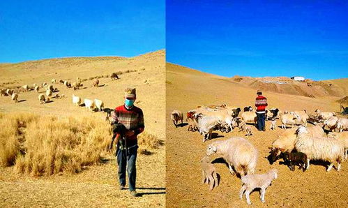 统筹兼顾 精准施策 在常态化防疫中保障牧业生产稳定发展