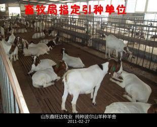 波尔山羊选购指南 从产地到价格，一站式解析优质种羊采购渠道