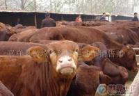 优质肉牛批发首选 航天牧业西门塔尔牛与夏洛莱育肥牛全解析
