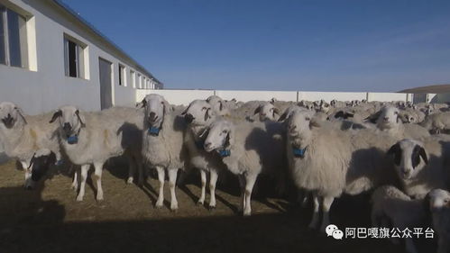 智慧牧业 架起草原畜牧业强起来的必由之路