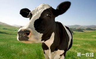 澳大利亚牧业女王 对华年出口活牛量突破80万头