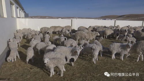 智慧牧业 架起草原畜牧业强起来的必由之路