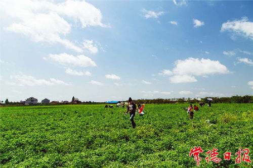 西湖西洲牧业小镇 以特色牧业绘就乡村振兴新画卷