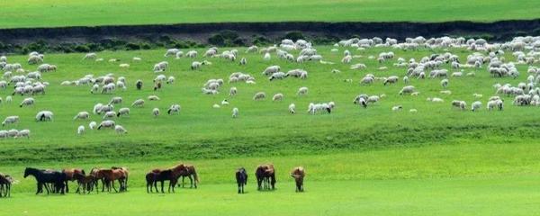 农牧业 定义、范围及牧业的专门解读