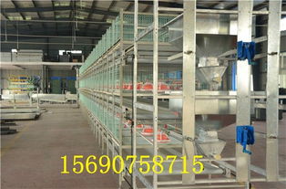 高效牧业设备集成 镀锌鸡笼、喷塑笼具与清粪机批发热销解析