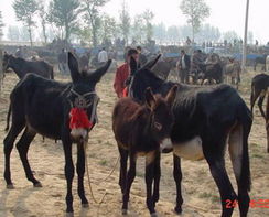 山东顺龙牧业 多元化生态养殖的领航者