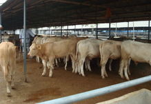 舒城县镇原小黄牛 优质牧业与养殖销售的典范