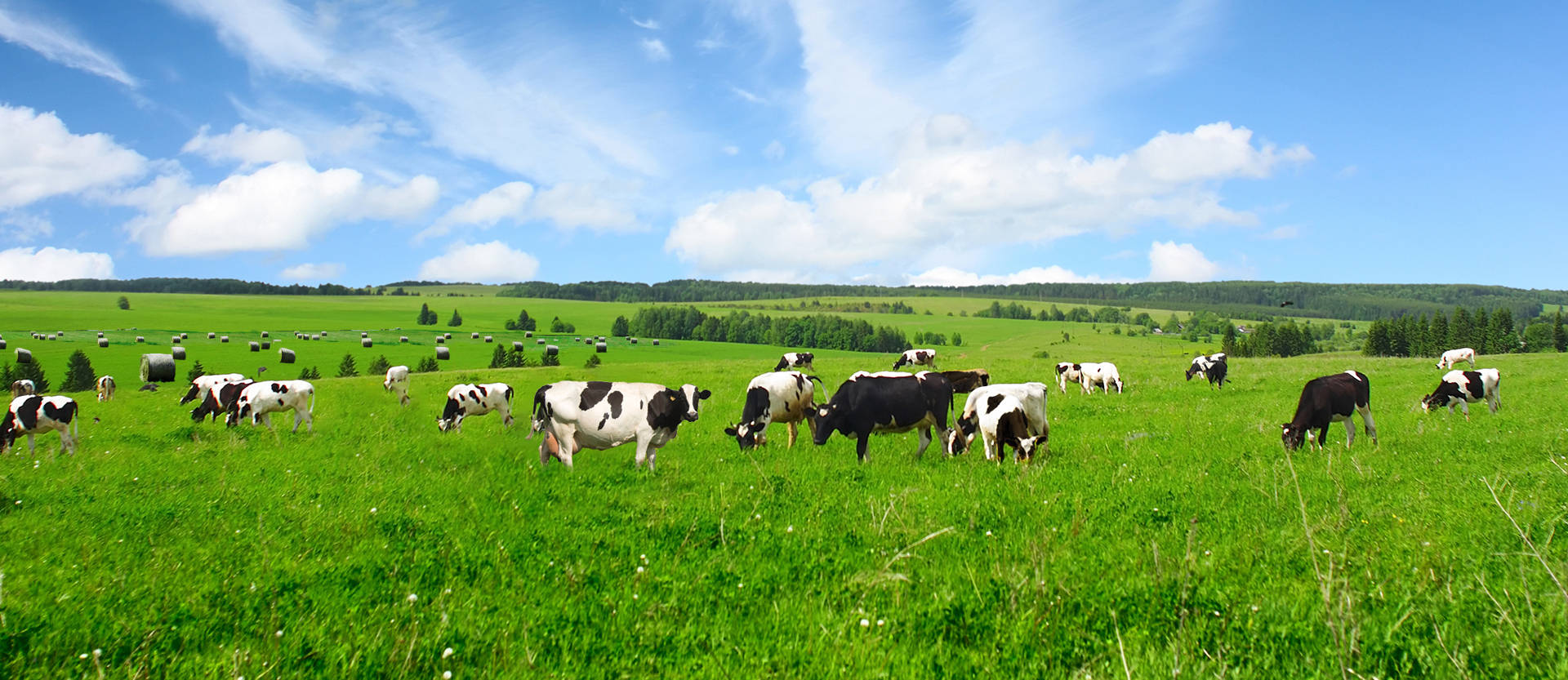 优然牧业上半年净利润预增50%至60%，乳业上游市场龙头价值凸显